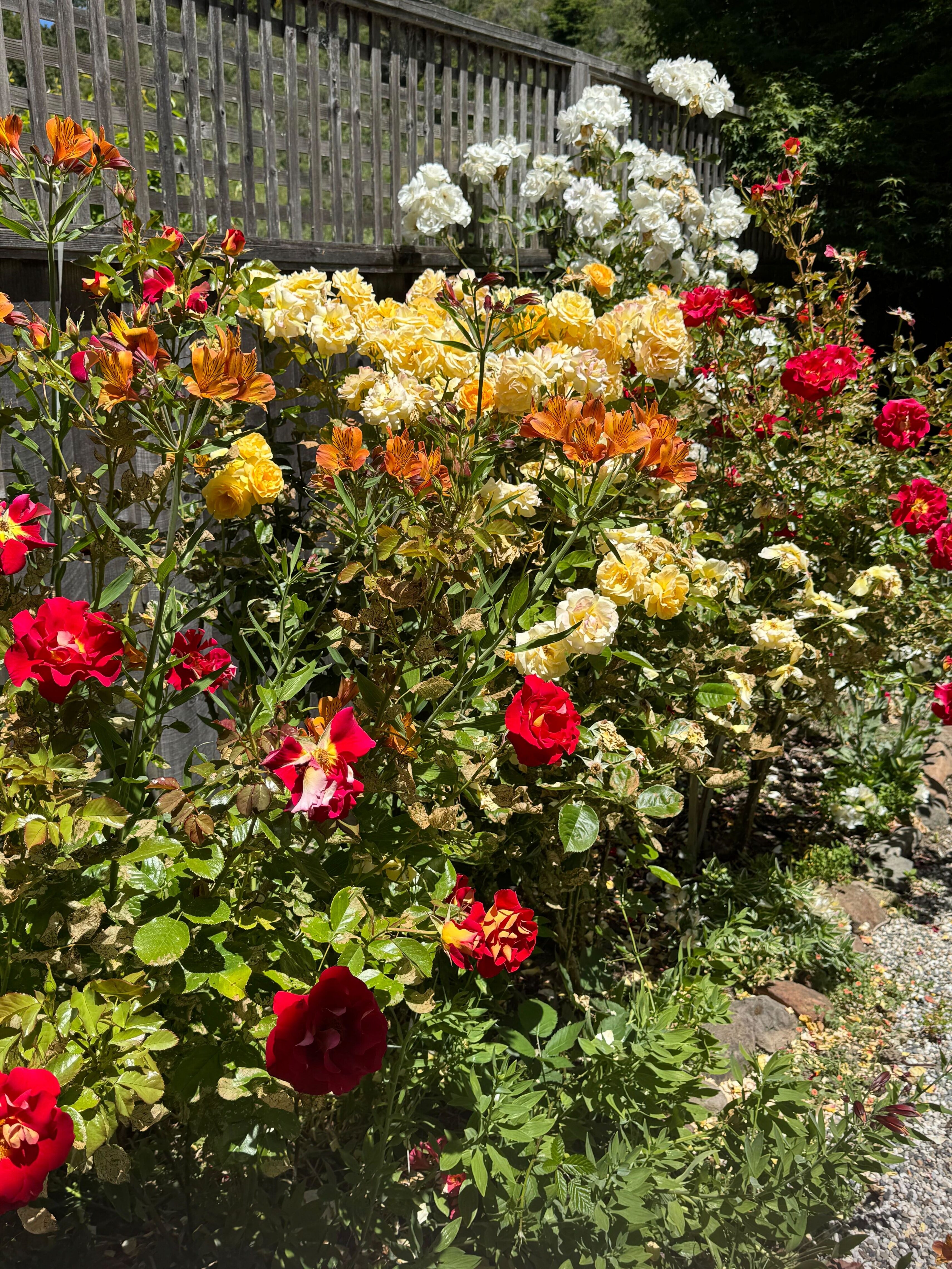Colorful garden filled with blooming red, yellow, orange, and white flowers beside a wooden fence under bright sunlight.
