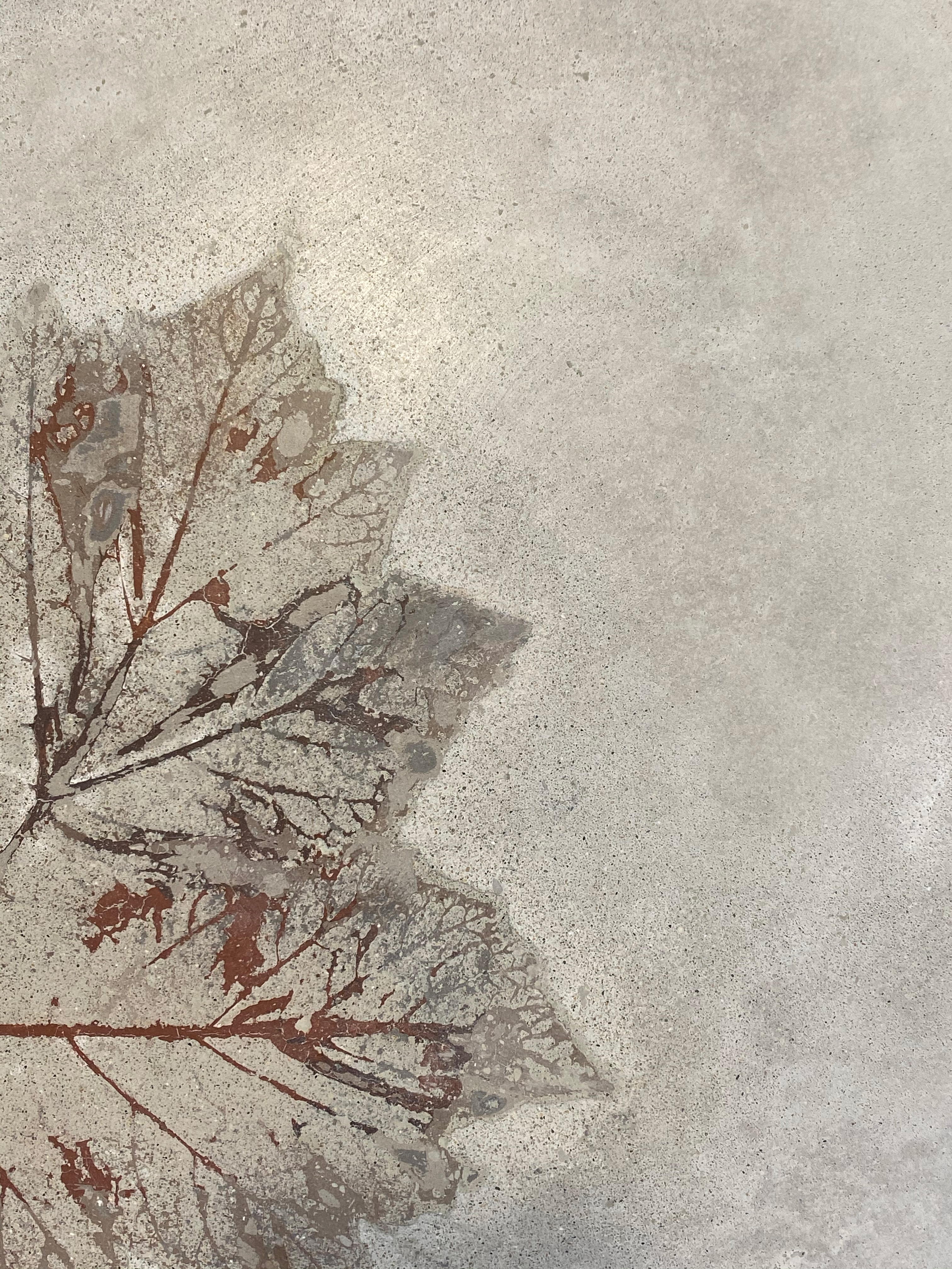Close-up of a concrete surface with an embedded leaf imprint showing detailed veins in reddish-brown tones against a smooth gray background.