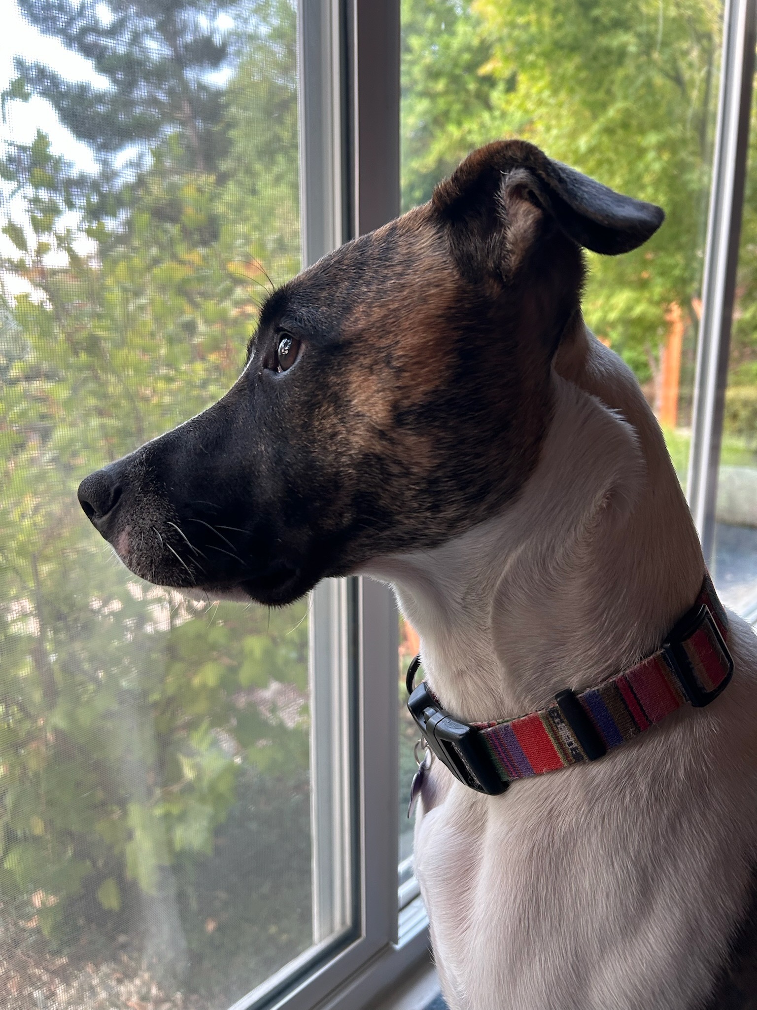 A close-up photo of a brown and white dog with a brindle face and red-striped collar gazing out of a window. Green trees and sunlight are visible through the screen, giving the image a calm, contemplative feel.