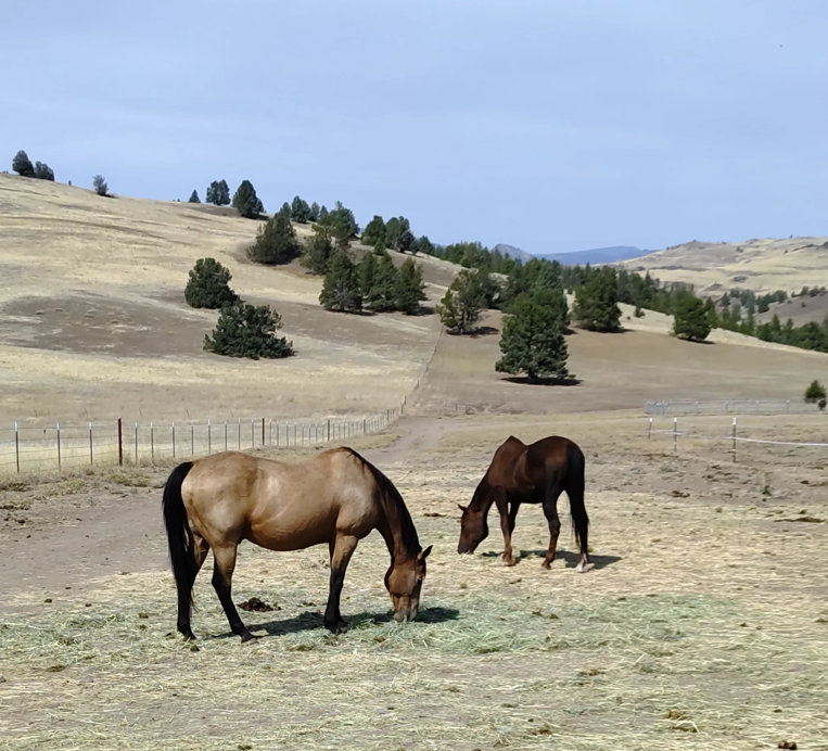 Two horses grazing on dry grass in a wide, open field with rolling golden hills and scattered green pine trees under a pale blue sky.