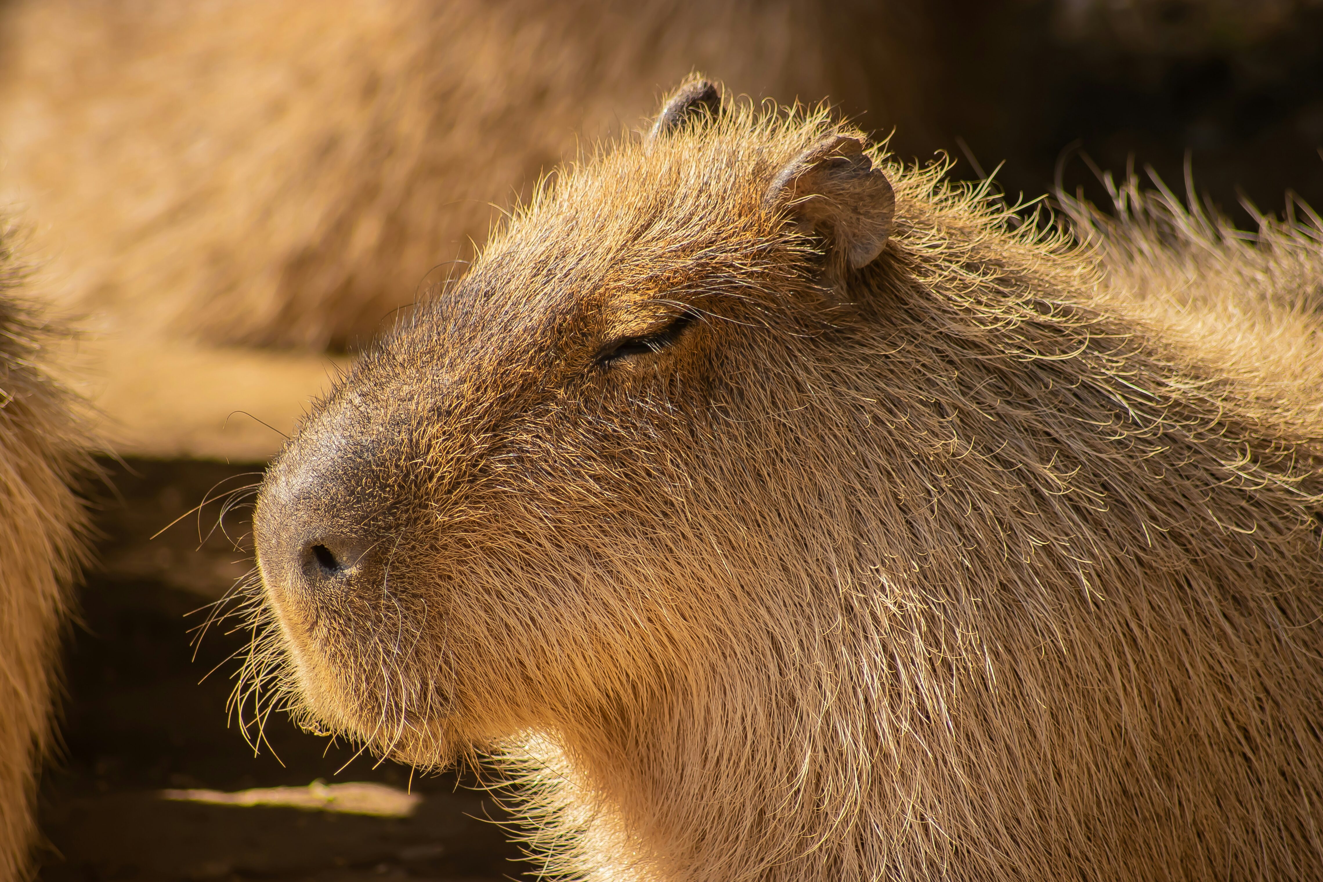 Close-up of a capybara basking in warm sunlight with its eyes closed, showing its coarse golden-brown fur and calm, content expression.