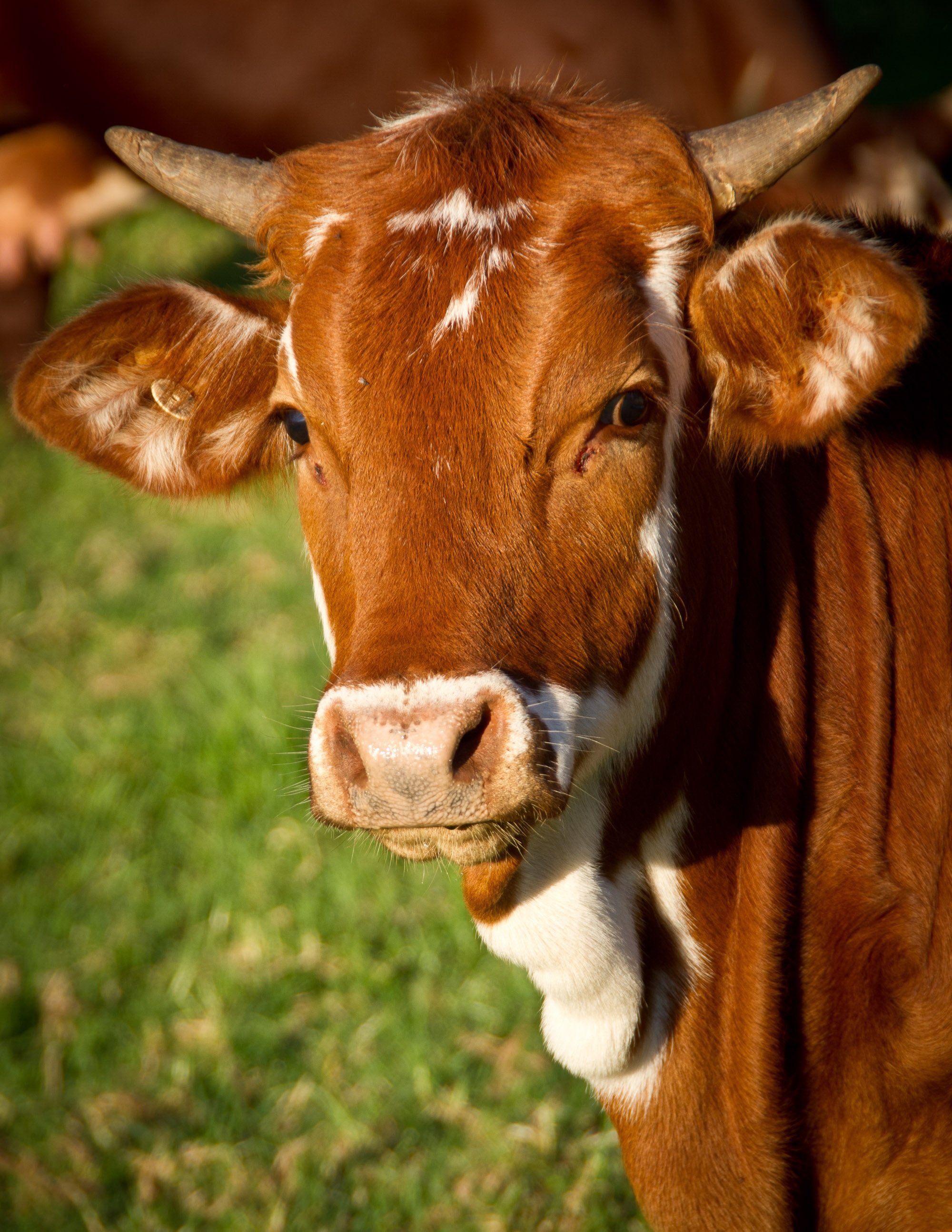 Brown cow with horns looking forward