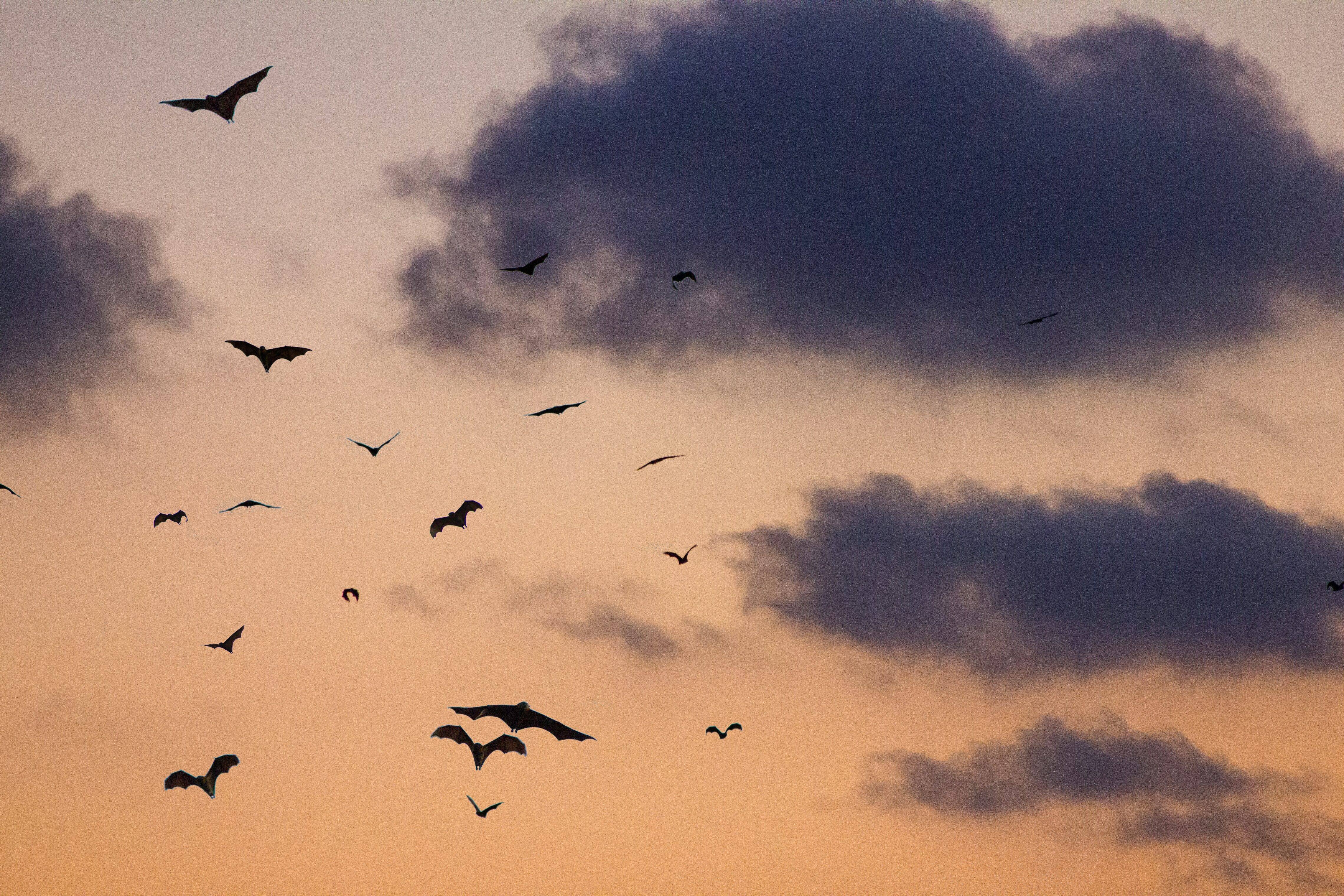 Bats flying into an evening sky