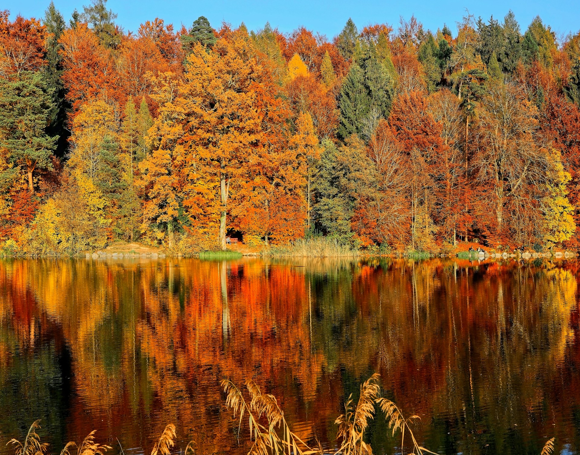 Fall forest along with its reflection in a lake