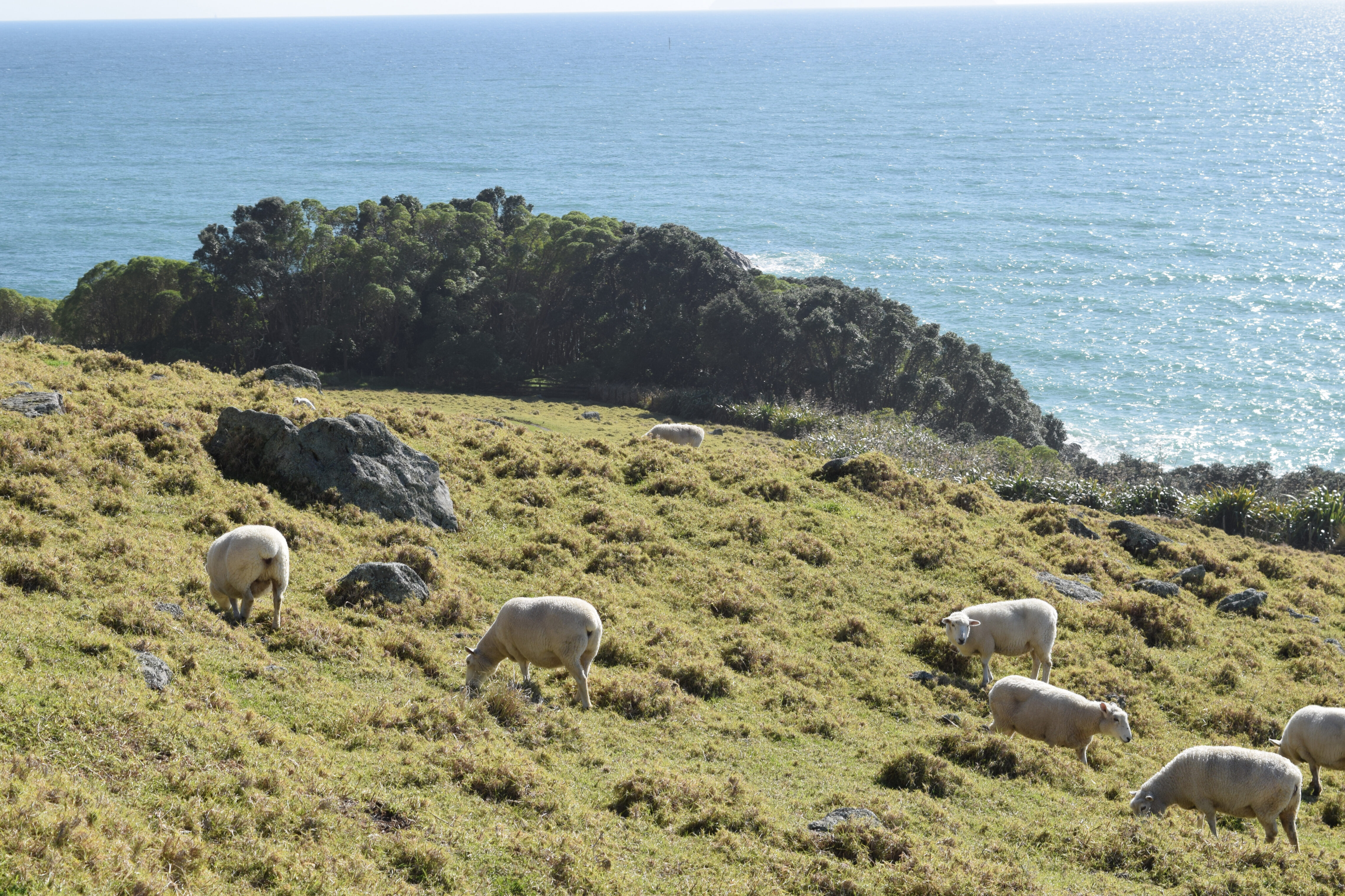 Sheep on a soft hillside in New Zealand, an ocean in the background