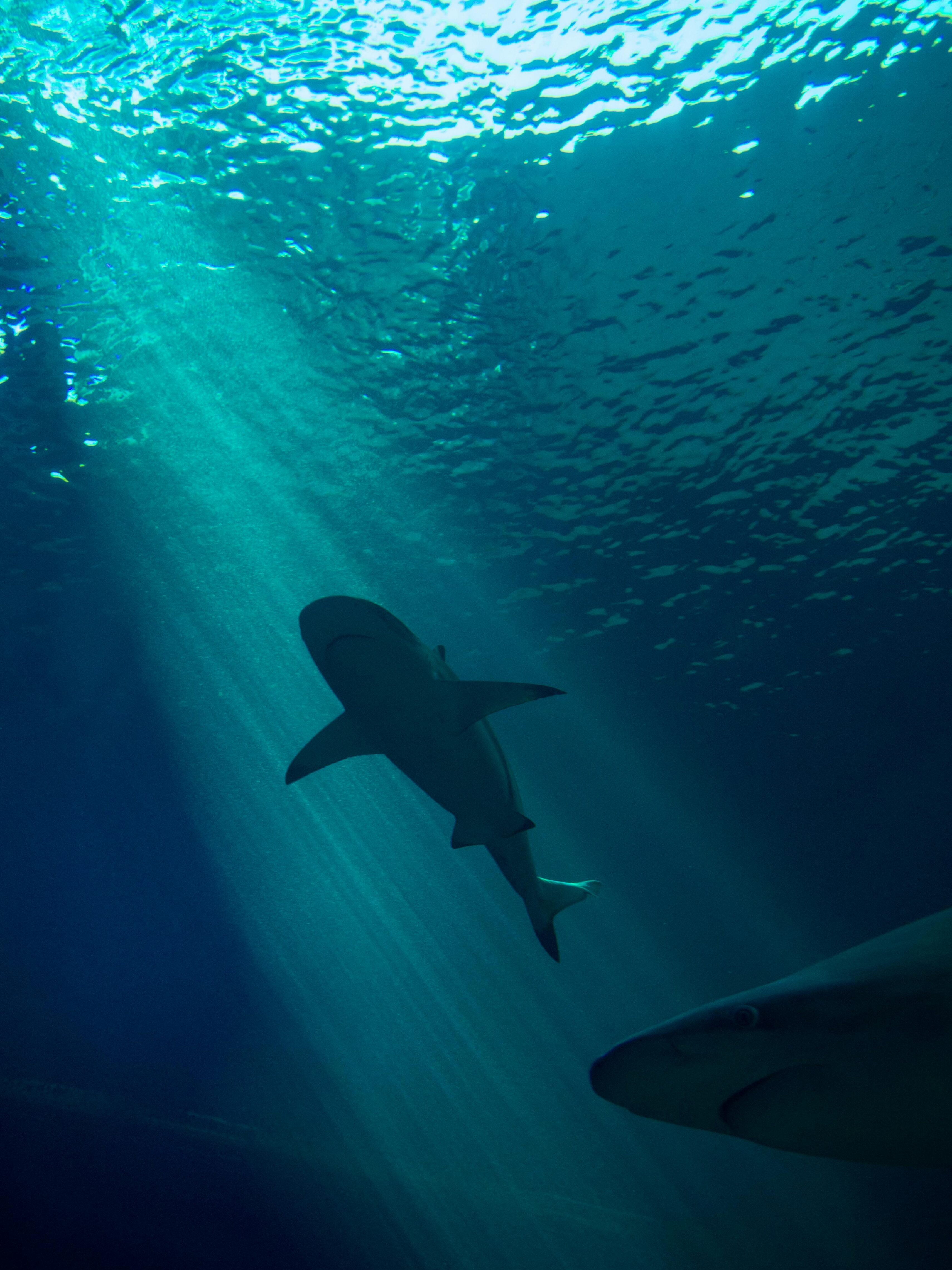 A dramatic photo of a shark in a slice of sunlight, shot from below