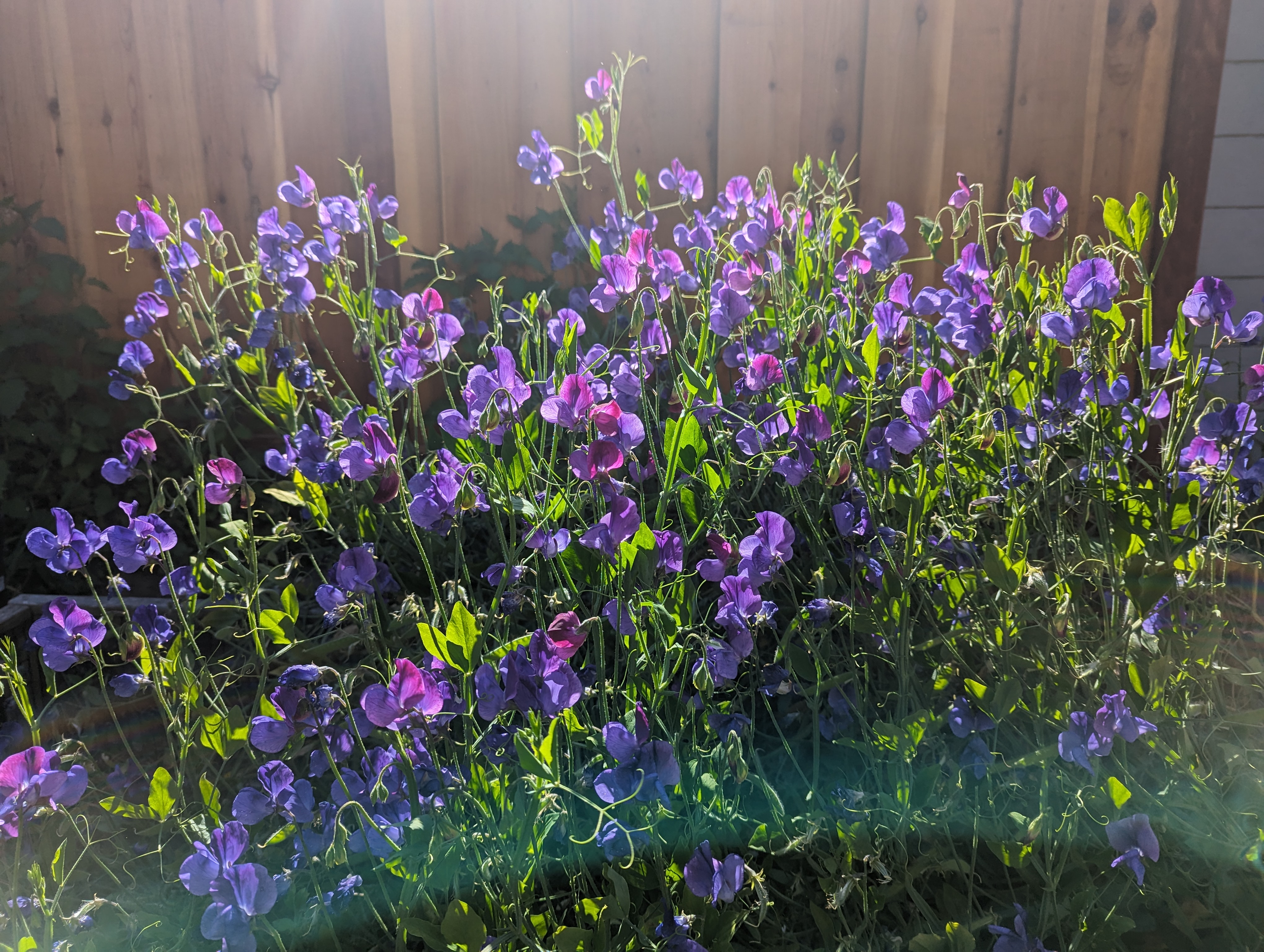 Full, purple flower bush in front of a fence