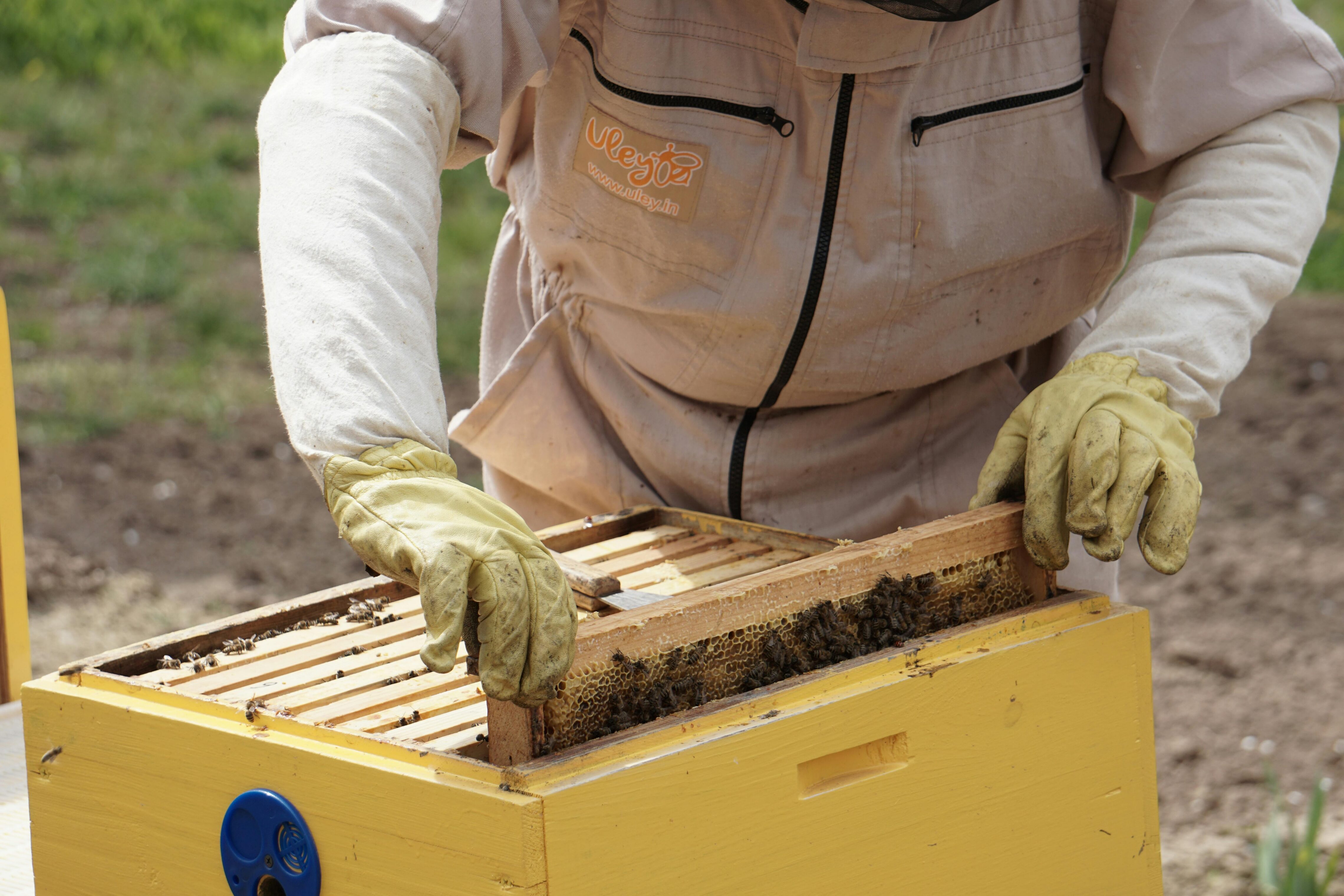 A beekeeper pulling a frame from a bee box