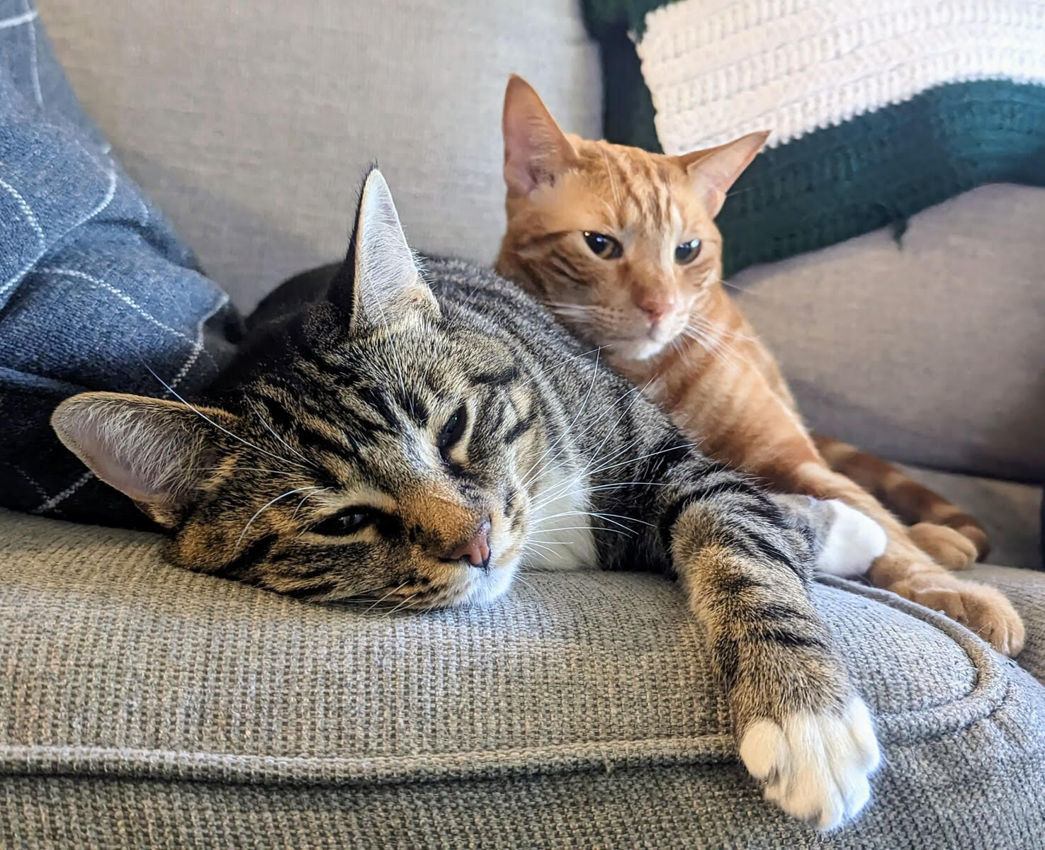 Two cute cats lounging on a couch together. One is orange and the other is brownish gray.