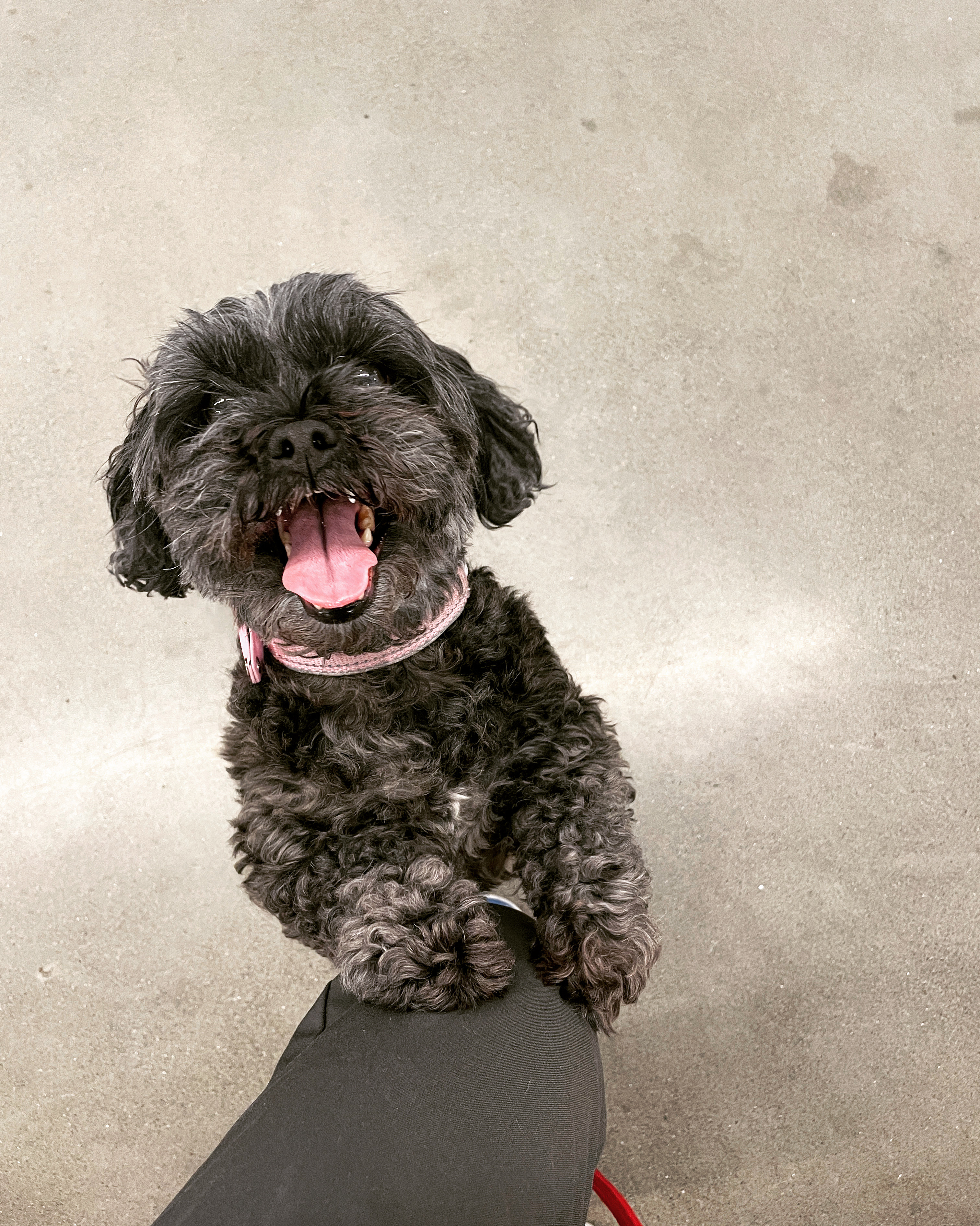 Sweet black dog with open mouth and front paw on the leg of the cameraperson