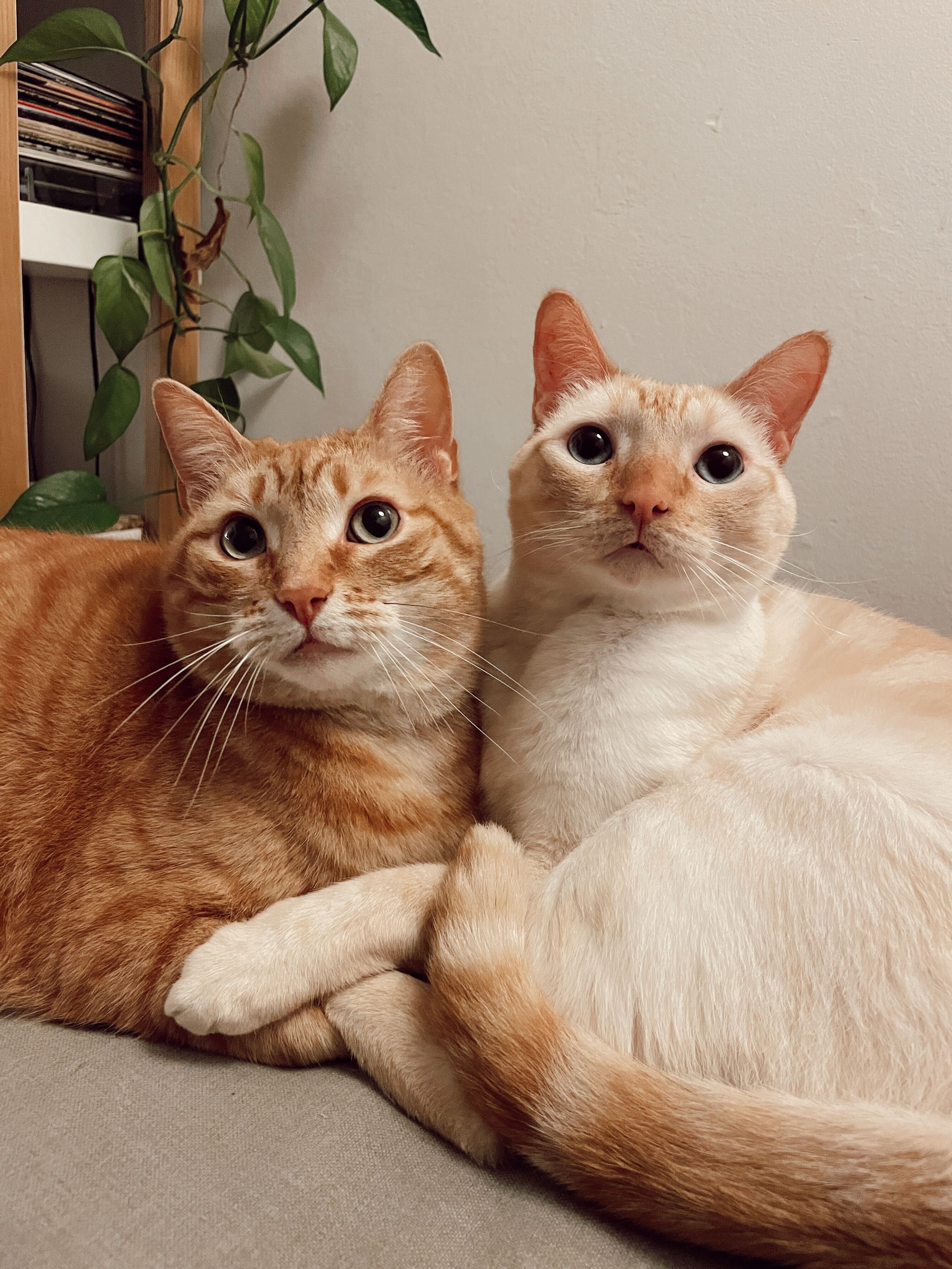 Two sweet orange cats, close together and looking pertly at the camera