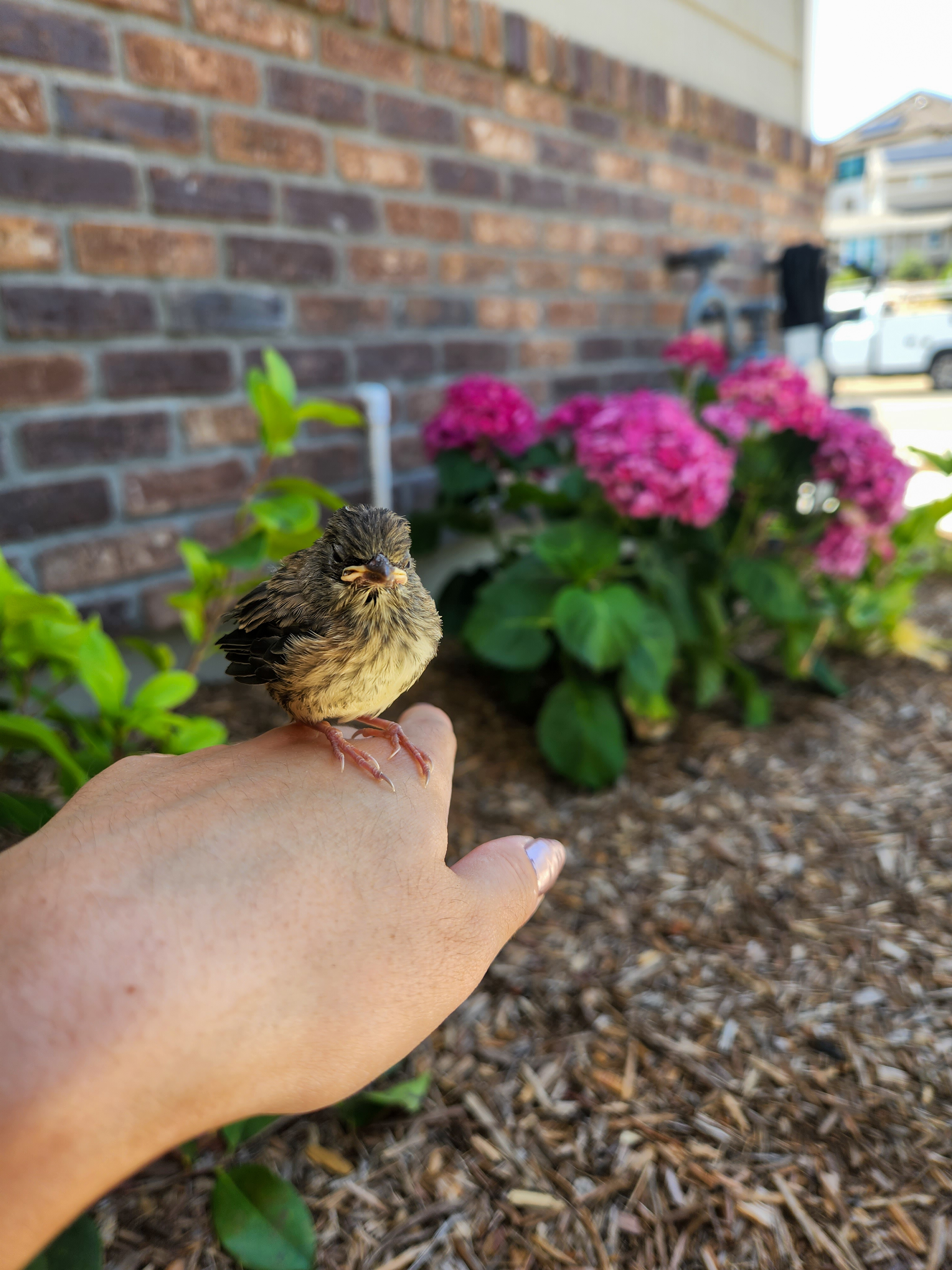 A small bird on a hand