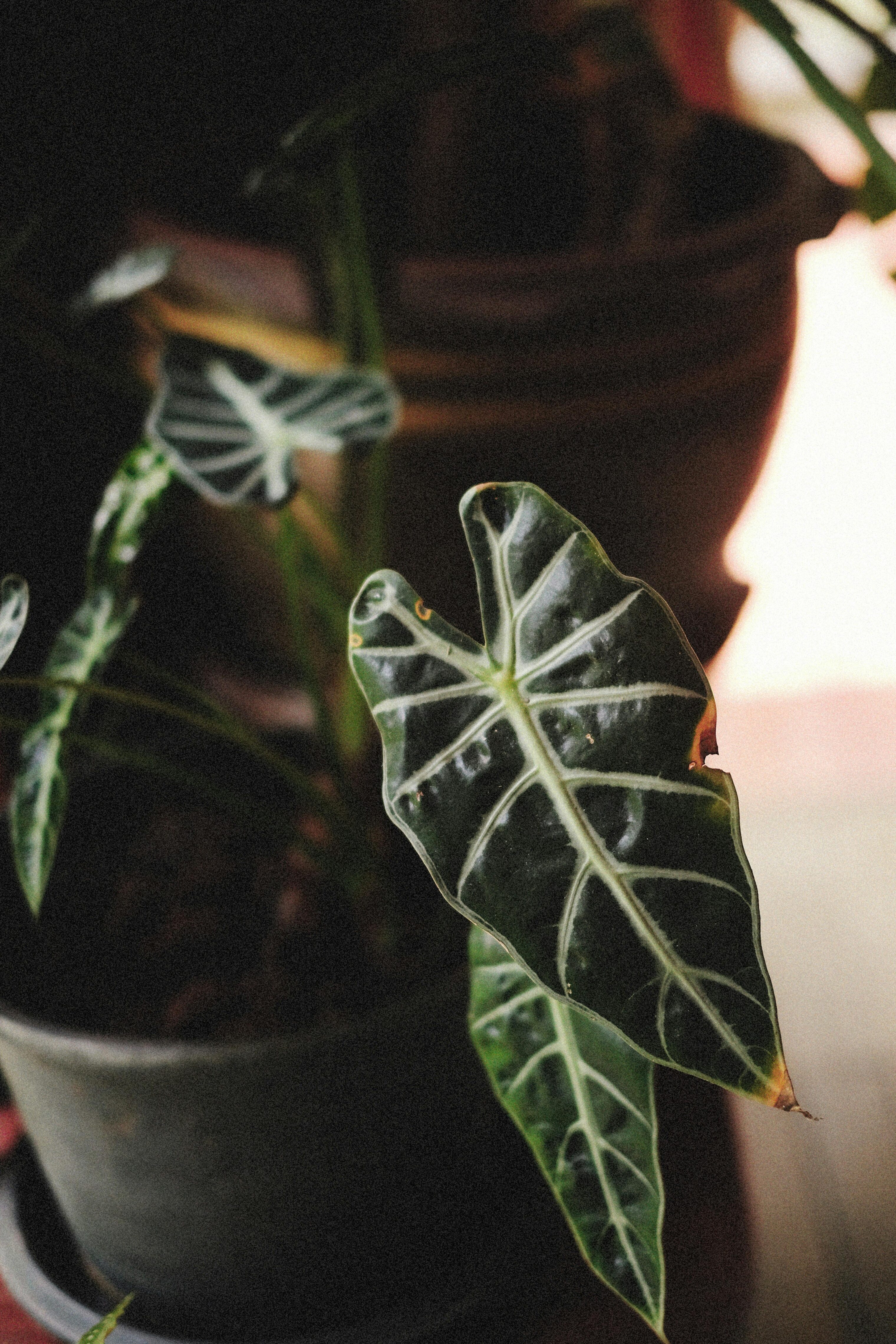 Close-up of a dark leaf of a house plant