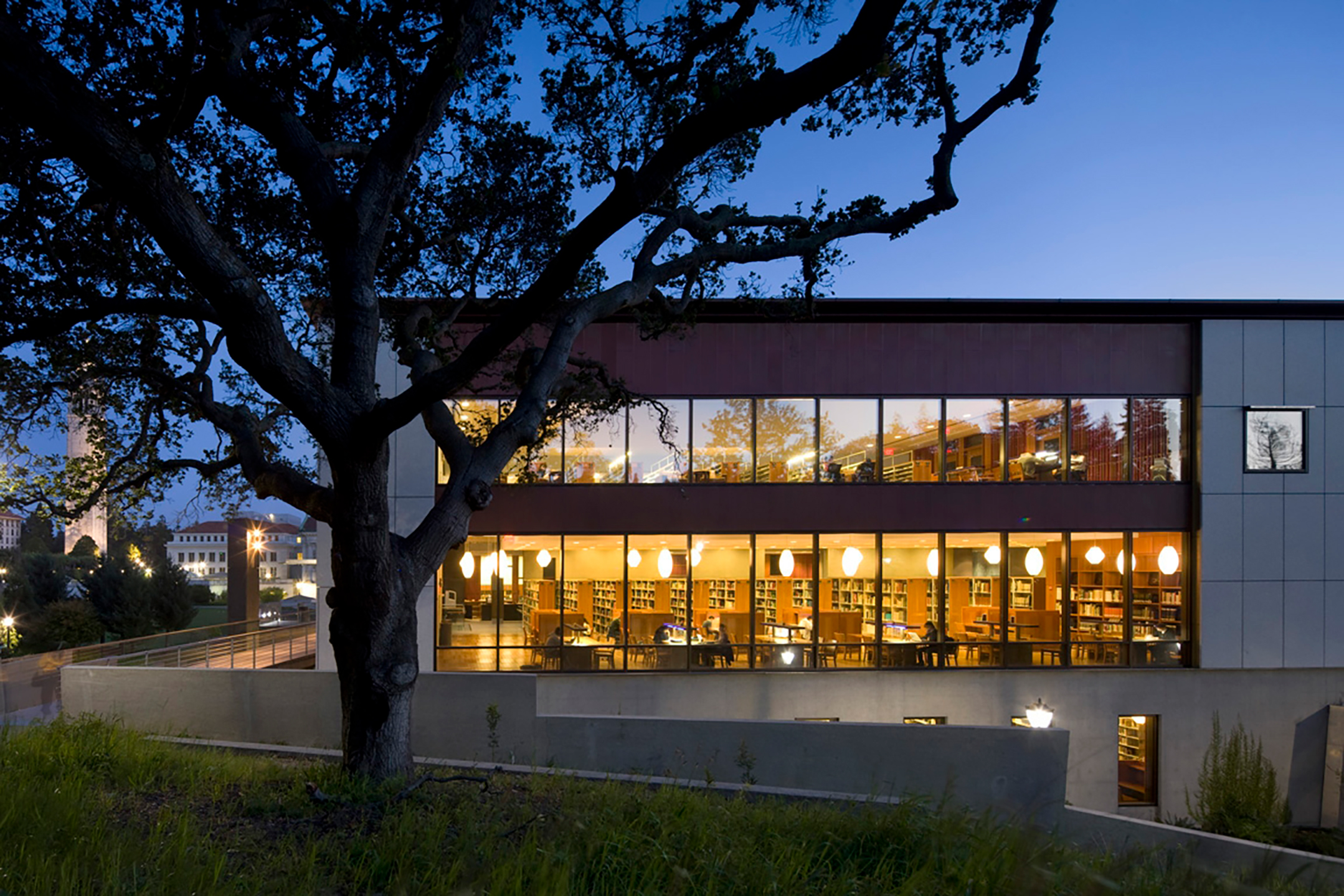A contemporary library building at dusk, viewed through the silhouette of a large tree, with warm interior lighting visible through expansive windows.