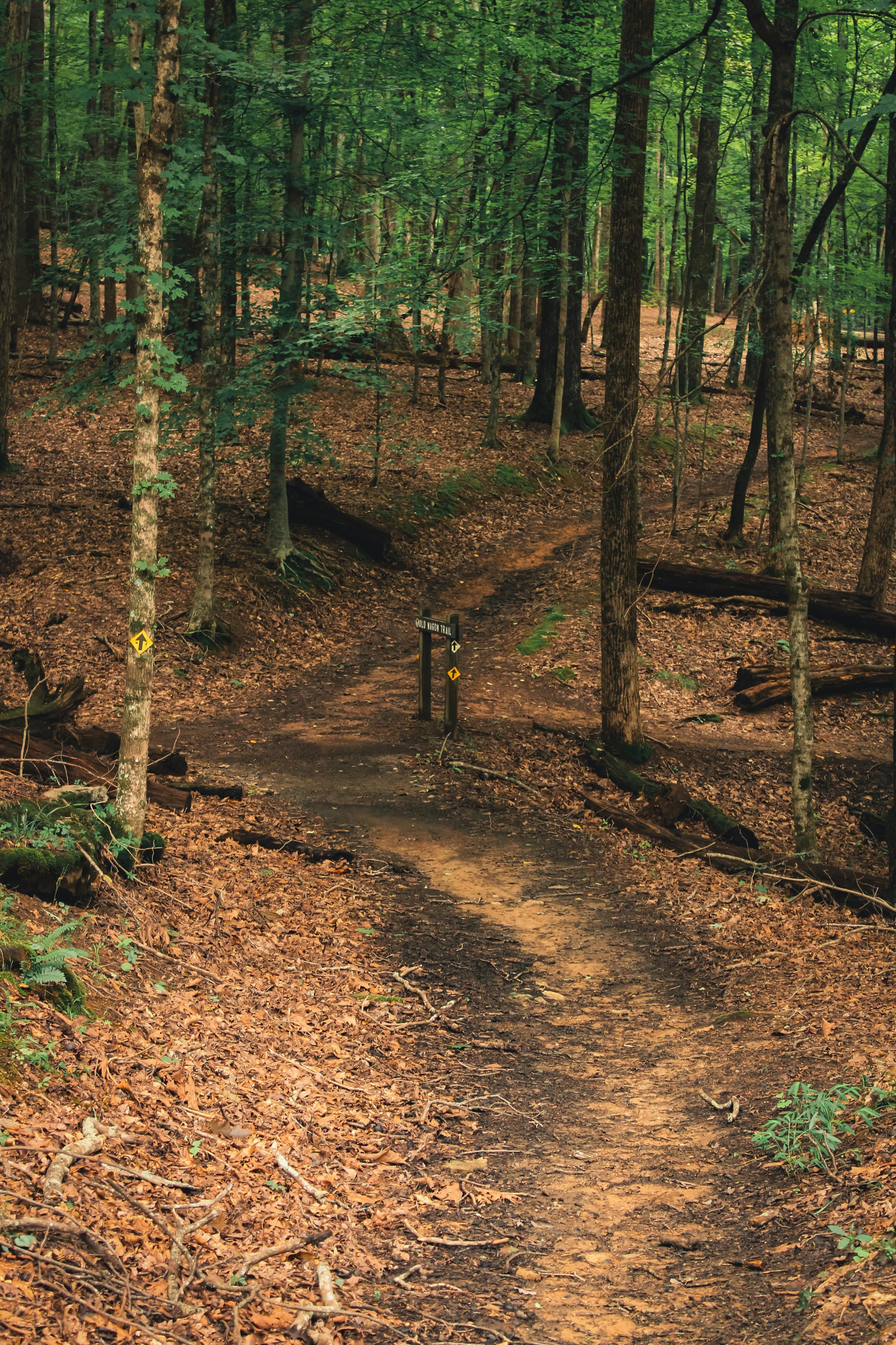Hiking trail through a green forest with a wooden sign in the middle of the composition.