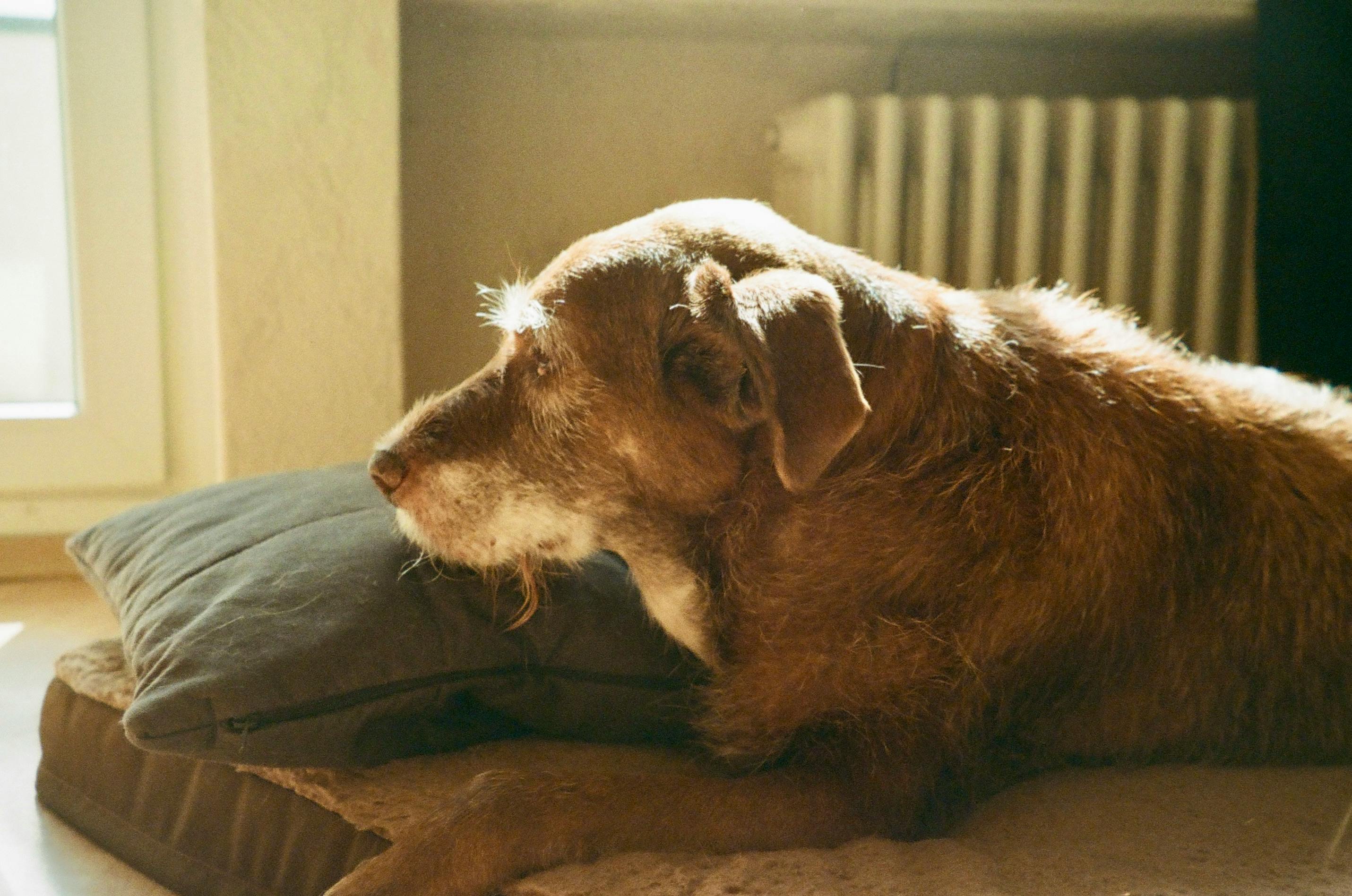 An old dog laying on a pillow in the afternoon sun indoors.