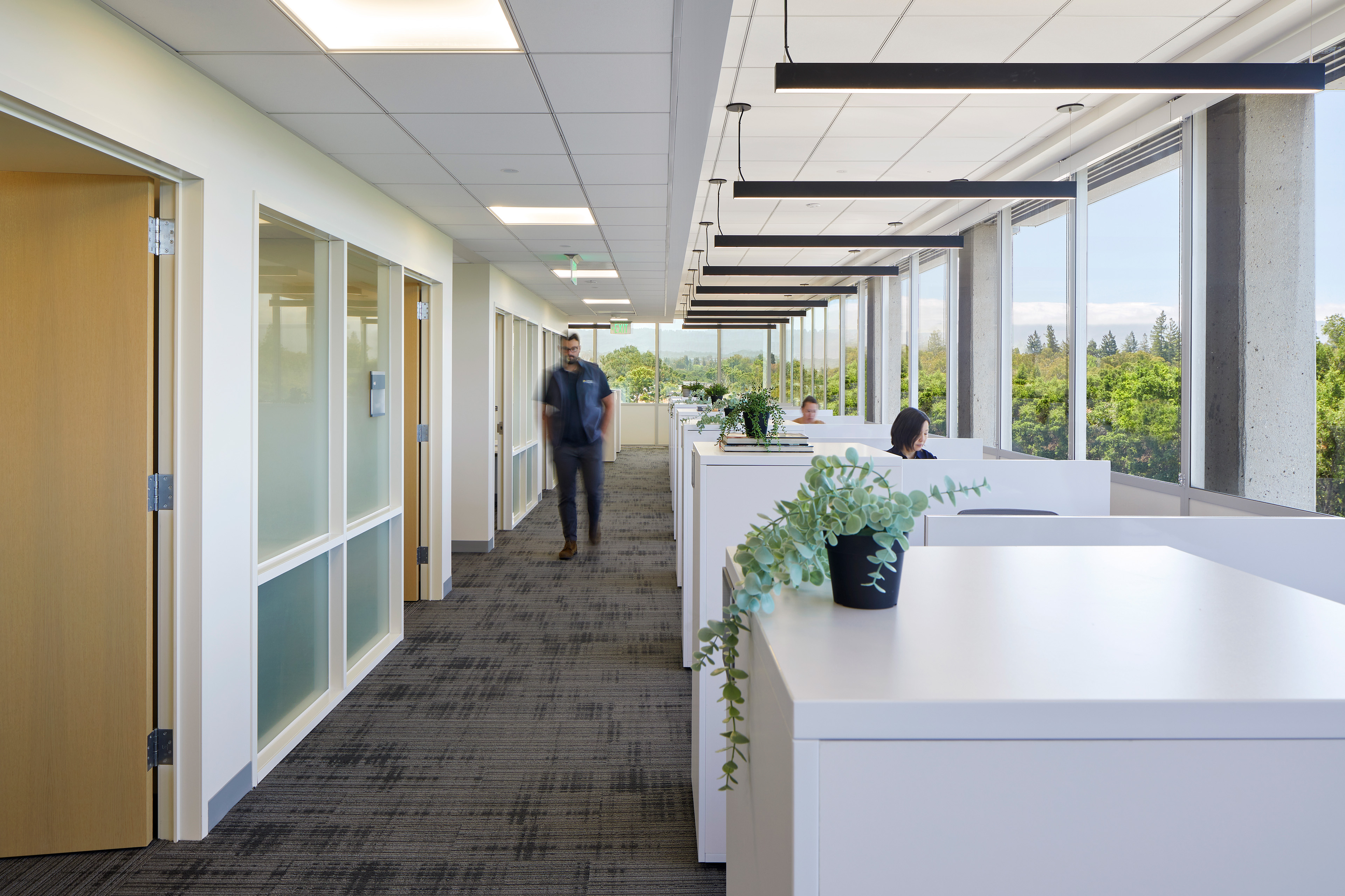 Open office corridor with private offices on one side and low workstations along large windows on the other. Employees work and move through the bright space, with hanging linear lights, plants, and views of trees outside.