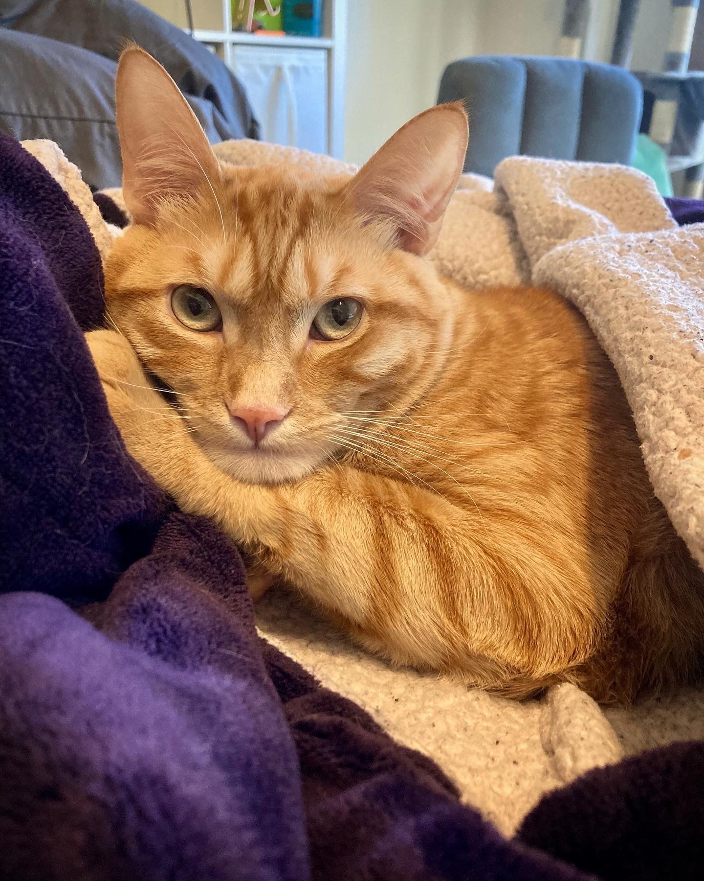 An orange cat on a purple blanket leans on his front leg while looking into the camera.